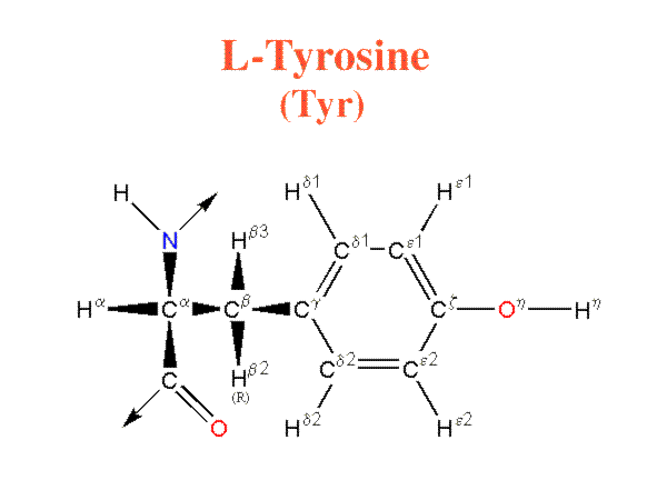 Tyrosine image
