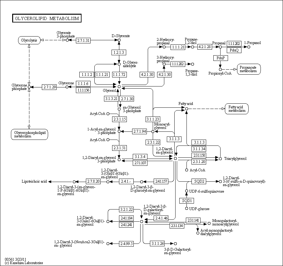 Cell Cycle