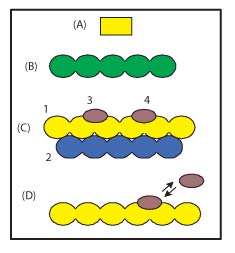Molecular assembly