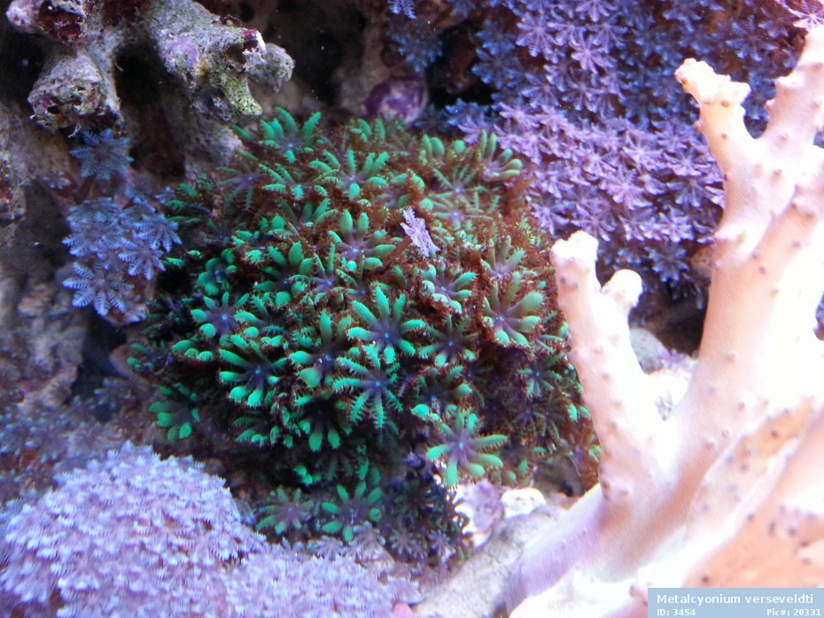 alcyonium verseveldti coral