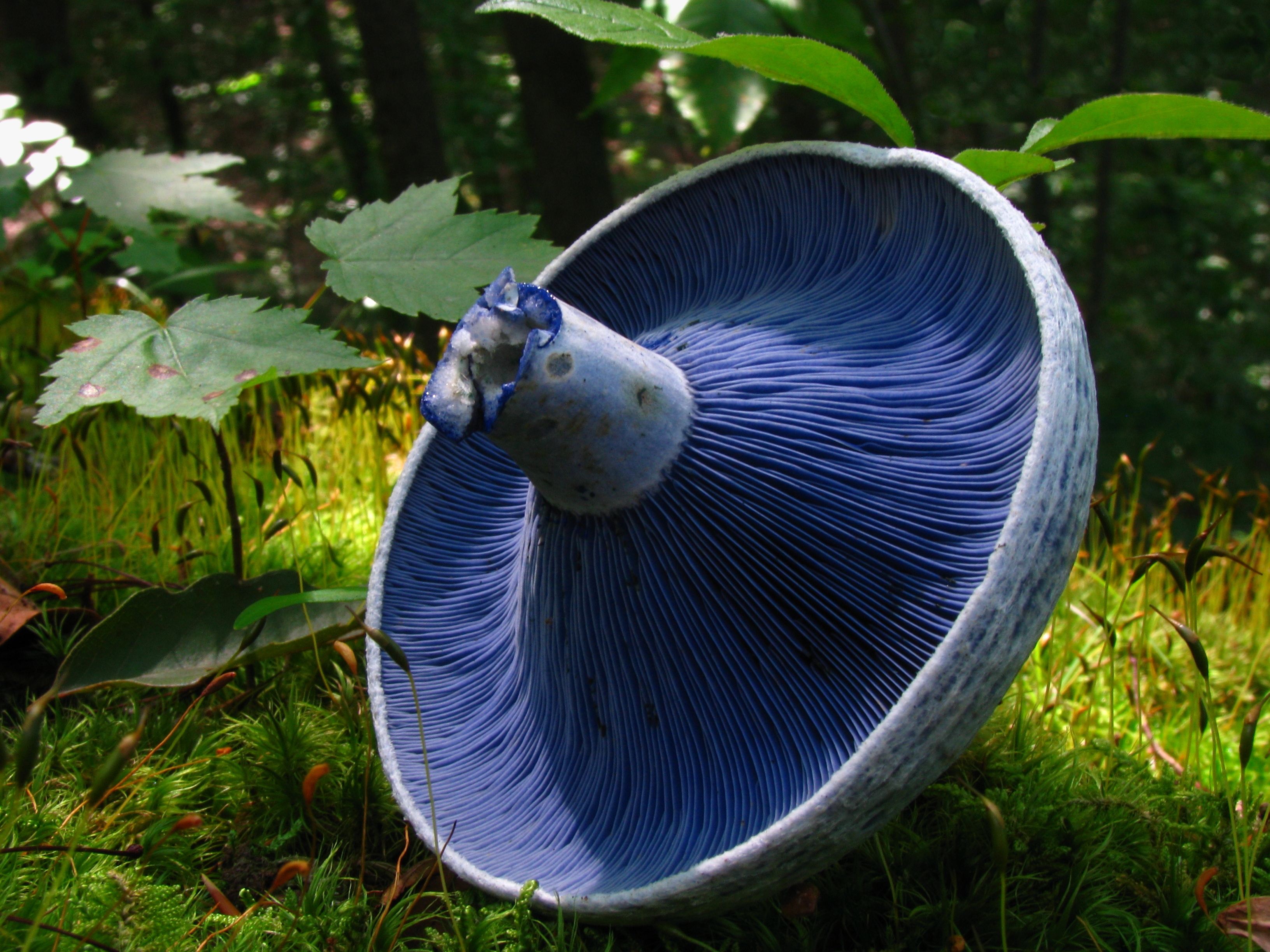 lactarus indigo mushroom